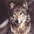 :iconblack-wolf7: