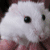 :iconblack-x-kitten: