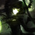 :iconblack7ivy: