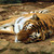 :iconblackandyellow27: