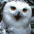 :iconblackangelscourge: