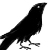 :iconblackaves: