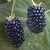 :iconblackberryisaberry: