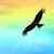 :iconblackbirds021: