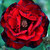 :iconblackbriarphotograpy: