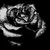 :iconblackcalipso:
