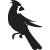 :iconblackcardinal: