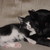 :iconblackcat0009: