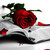 :iconblackcat0607: