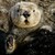 :iconblackcat2003: