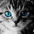 :iconblackcat232: