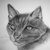 :iconblackcat69: