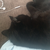 blackcat701 :iconblackcat701: