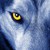 :iconblackcatev: