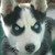:iconblackcloud37: