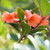 :iconblackdove01: