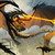 :iconblackdragonrave: