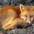 :iconblackdragonrider2: