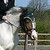 BlackFairyHorses138 :iconblackfairyhorses138: