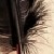 :iconblackfeatherquill:
