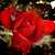 :iconblackforlorndove: