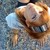 :iconblackfoxart: