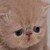 :iconblackhadoru: