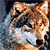 :iconblackhalo1227: