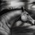 :iconblackhorse2: