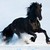 :iconblackhorse9: