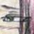 :iconblackhybrid: