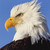 :iconblackleaf10: