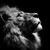 :iconblacklionn: