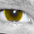 :iconblacklitdogstar: