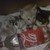 :iconblackmistwanderer: