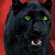 :iconblackpanthersshadow: