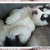 :iconblackpetals97:
