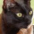 :iconblackpumba442: