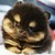 :iconblackrabbit99: