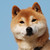 :iconblackrain-trace: