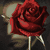 :iconblackribbonredrose: