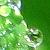 :iconblackrose1688: