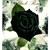 :iconblackrose230:
