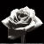 :iconblackrose3: