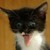 :iconblackrose396: