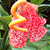 :iconblackrosesurface: