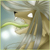 :iconBlackTolin: