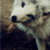 :iconblackveilwolf: