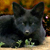 :iconblackvulpes: