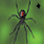 :iconblackwidow94: